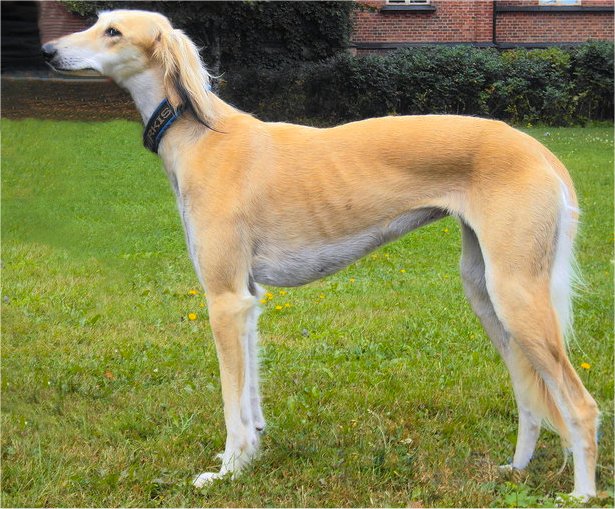 orson mustiala 14082010